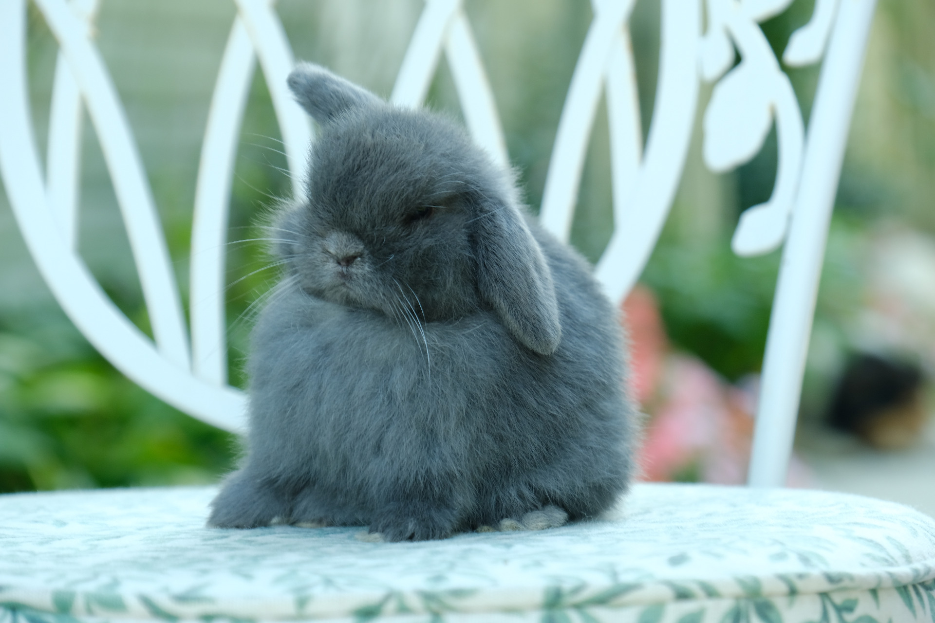 Holland Lops Gray Mini Lop 7+ Hundred White Eared Mini Lops